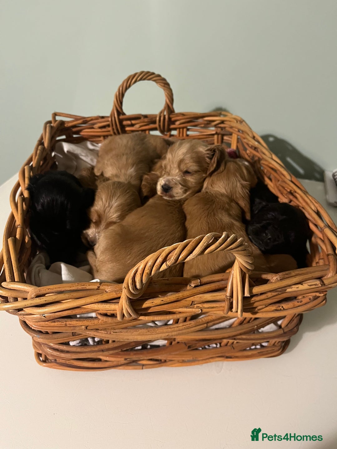 Cocker Spaniel dogs for sale: Stunning KC Reg Show Cocker, health tested mum - Image 10