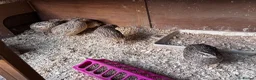 Quail poultry for sale: Female quail  in Ipswich - Advert 5