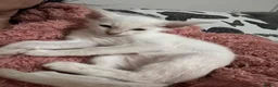 Siamese cats for sale: GCCF registered Siamese kittens in Great Yarmouth - Advert 11