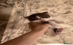 British Shorthair cats for sale: 🍫 🧸Beautiful TICA Registered British Short 🧸🍫 - Image 4