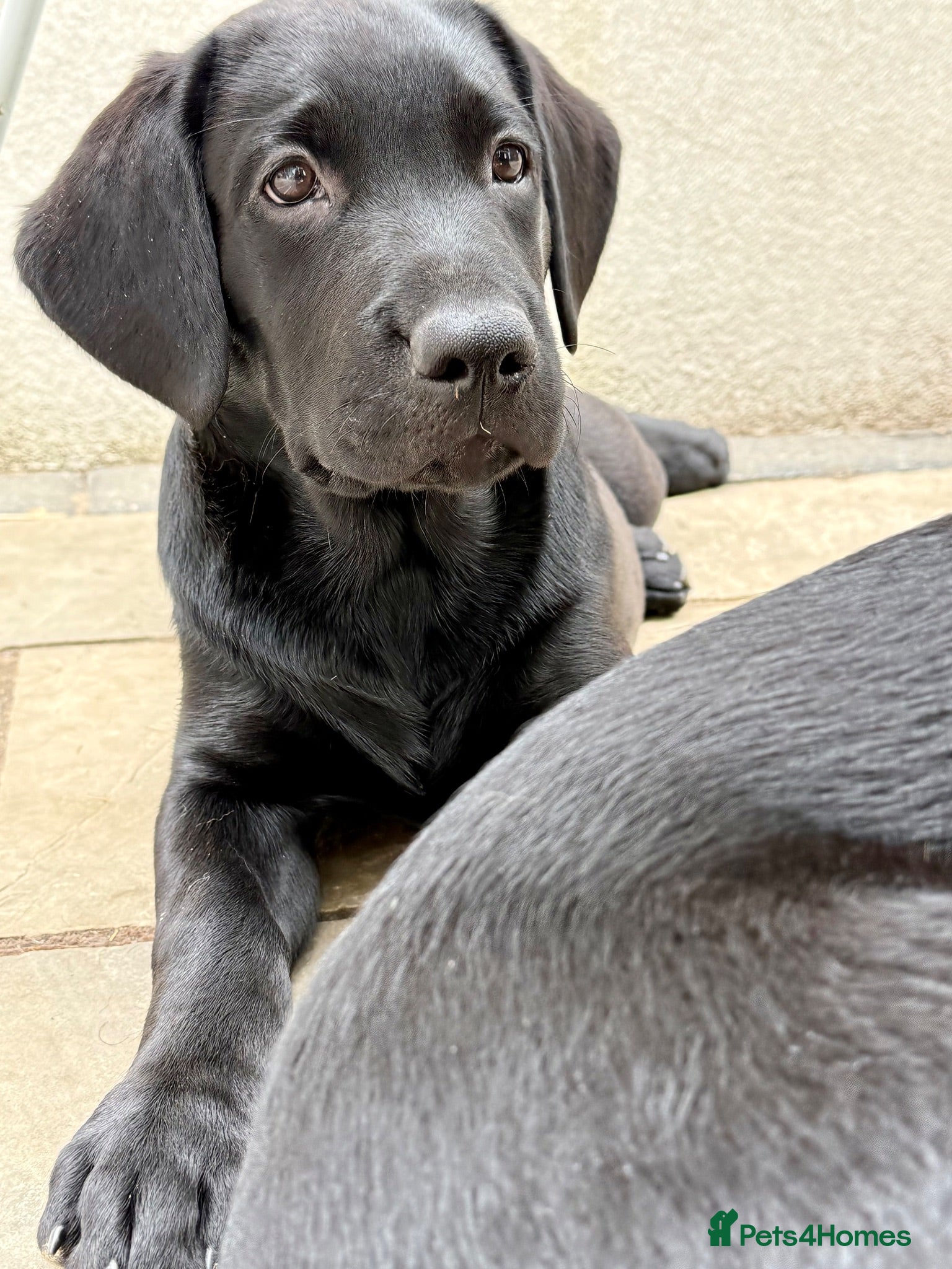Labrador Retriever dogs Ready Now - Gorgeous Black Labrador Puppies  - Advert 2