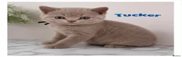 British Shorthair cats for sale: Champion line BSH kittens  in Belvedere - Advert 7