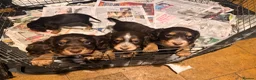 Cocker Spaniel dogs for sale: Cocker spaniel puppies  - Advert 12