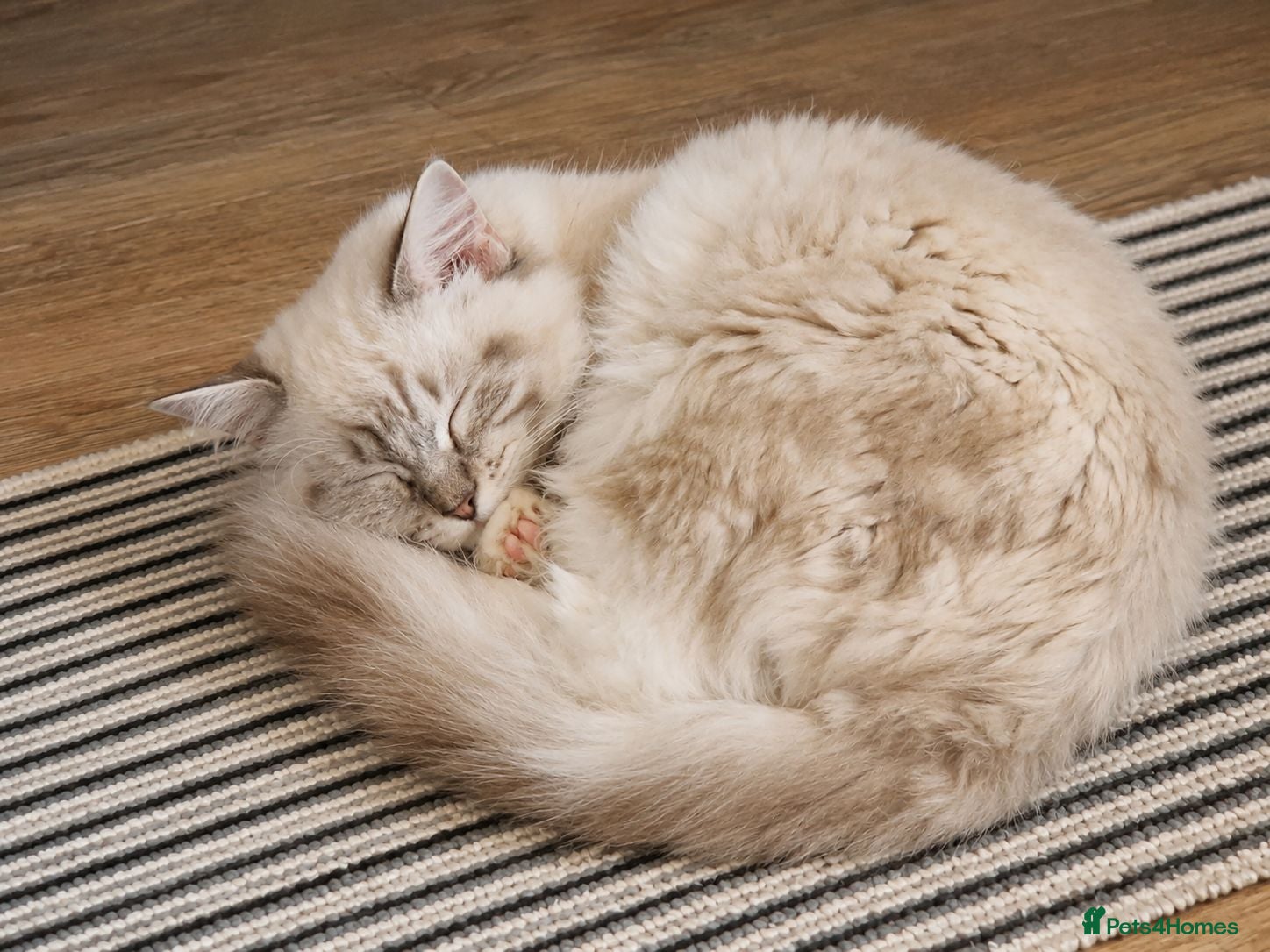 Ragdoll cats 👑Grand Champion Bloodlines Ragdoll Kittens👑 - Advert 3