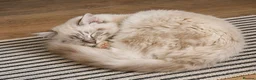 Ragdoll cats for sale: 👑Grand Champion Bloodlines Ragdoll Kittens👑 - Advert 3