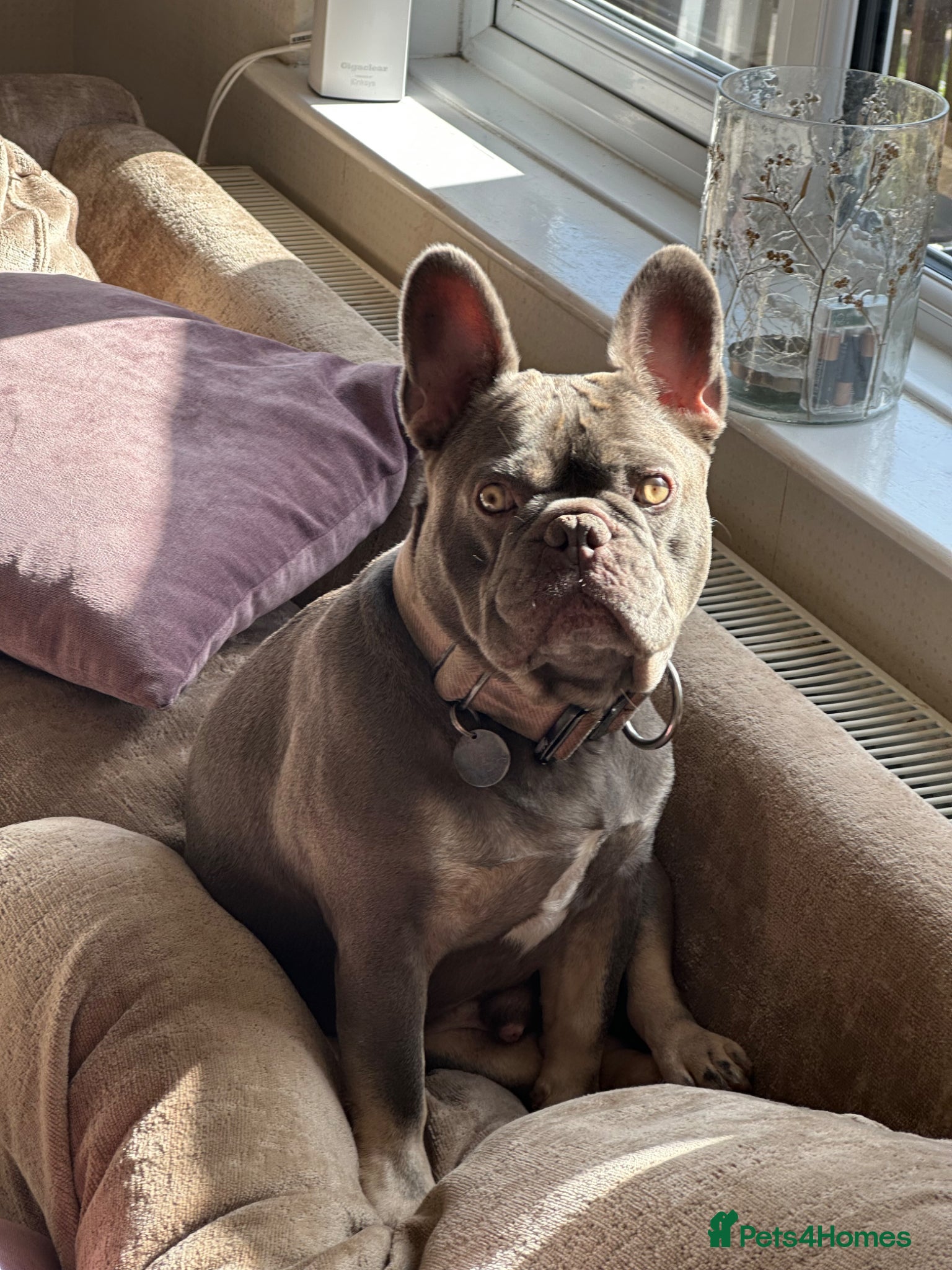 French Bulldog dogs French bulldog 4 years  - Advert 5