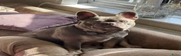 French Bulldog dogs for sale: French bulldog 4 years  - Advert 1