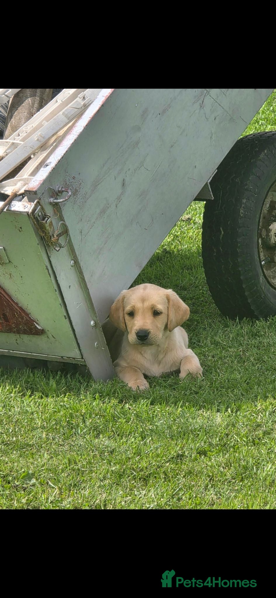 Labrador Retriever dogs Lab pups for sale  - Advert 2