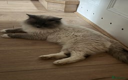 Domestic Shorthair cats for sale: Heartbreakingly a marriage breakup forces rehome - Image 12