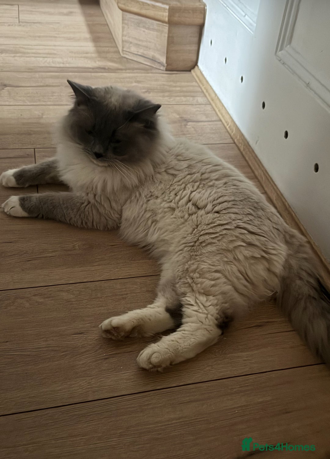 Domestic Shorthair cats for sale: Heartbreakingly a marriage breakup forces rehome - Image 12