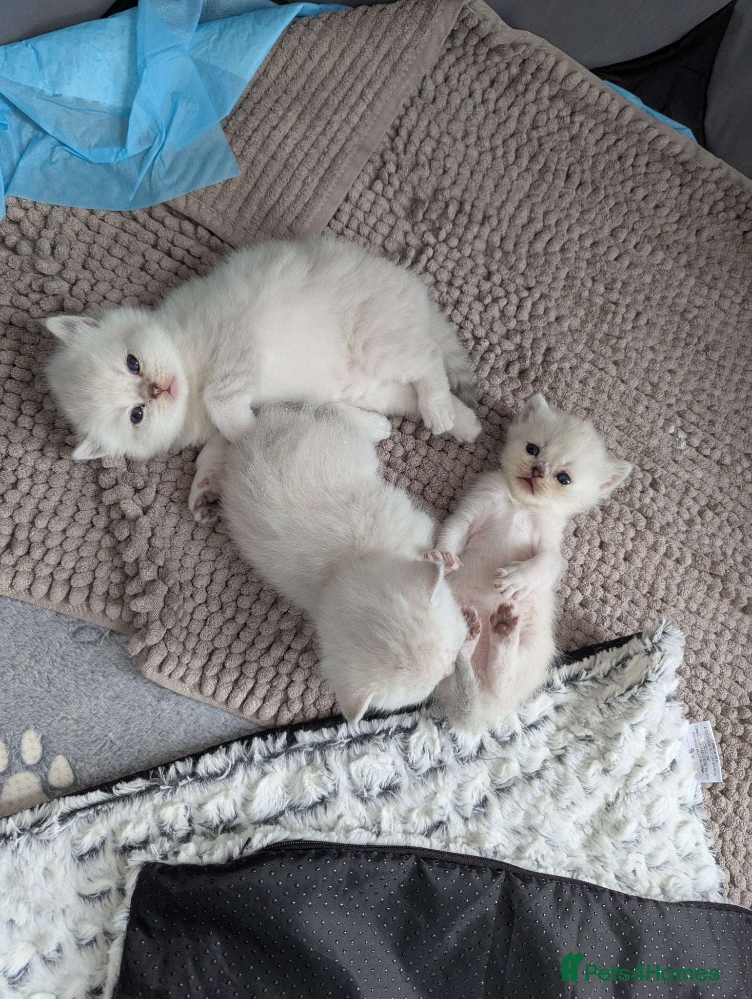 British Shorthair cats Beautiful British shorthair boys  - Advert 2