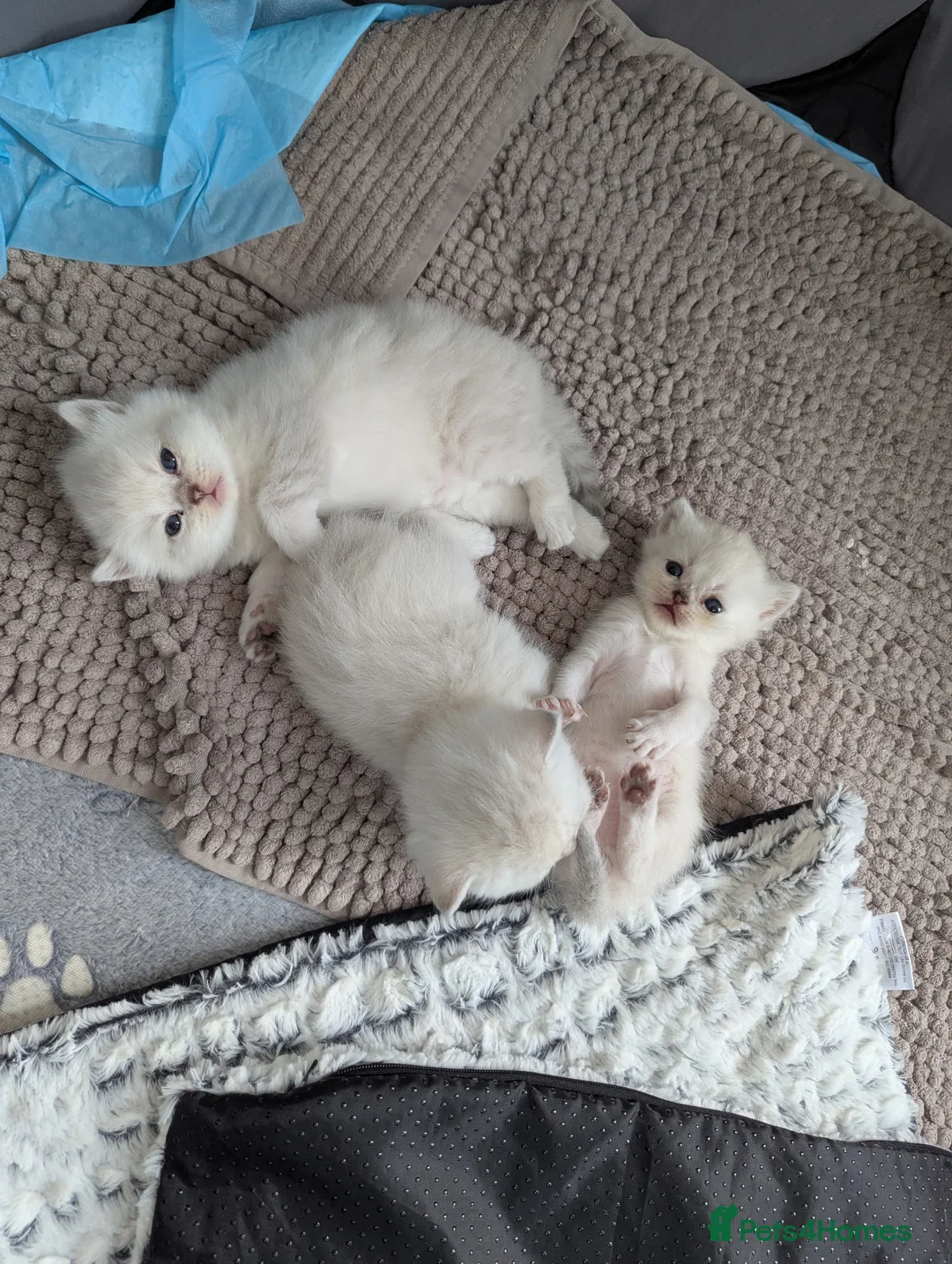 British Shorthair cats for sale: Beautiful British shorthair boys  - Advert 2