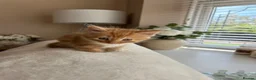 Mixed Breed cats for sale: 5 beautiful kittens  - Advert 19