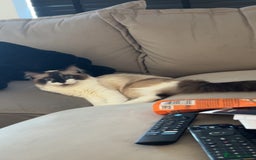 Ragdoll cats for sale: Gorgeous Female Ragdoll  - Advert 8