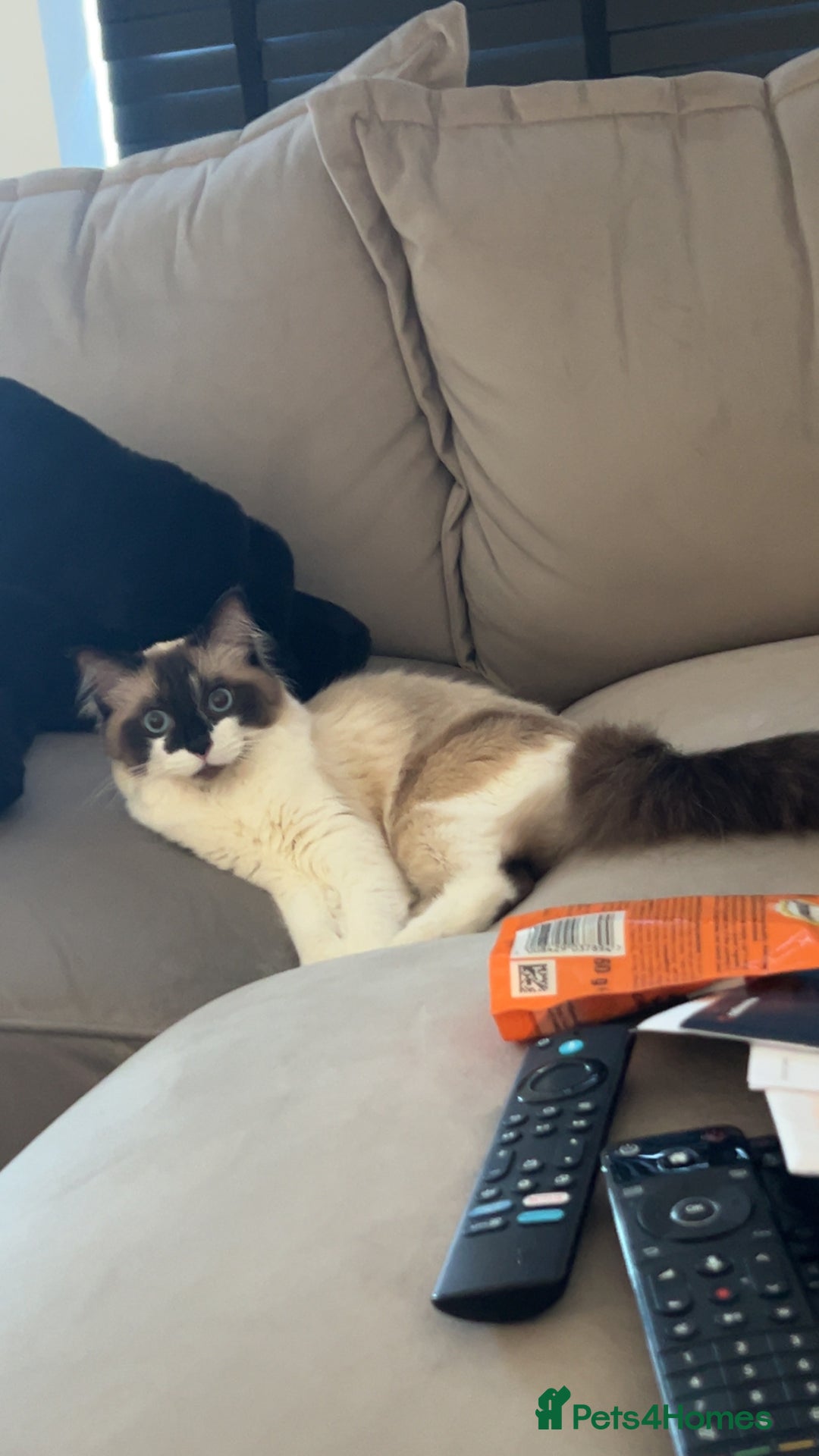 Ragdoll cats for sale: Gorgeous Female Ragdoll  - Advert 8