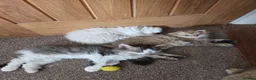 Scottish Fold cats for sale: Scottish Fold X Selkirk Rex  - Advert 3