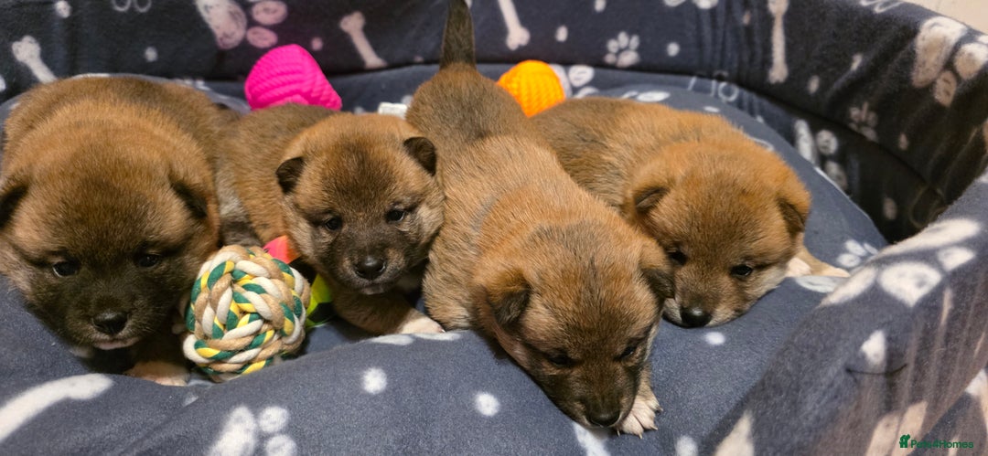 Japanese Shiba Inu dogs for sale: Healthy Kc reg Shiba babies - Advert 7