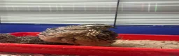 Quail poultry for sale: Male quail - Advert 3