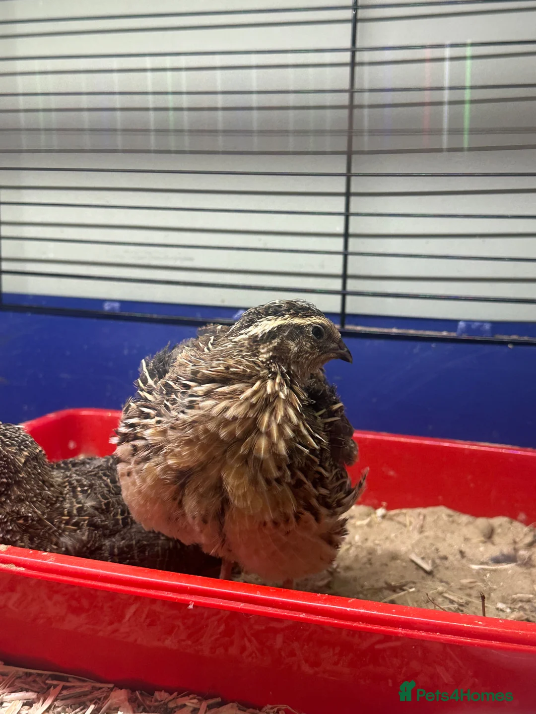 Quail poultry for sale: Male quail - Advert 3