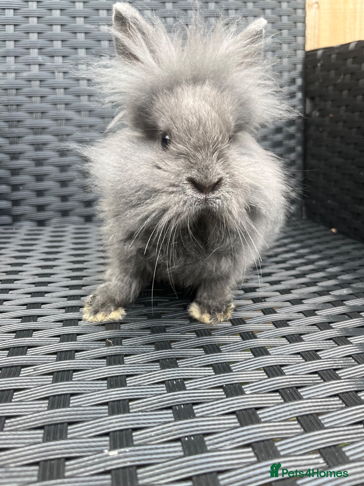 Mini Lion Lop rabbits Ready to go lionhead lops now reduced - Advert 12