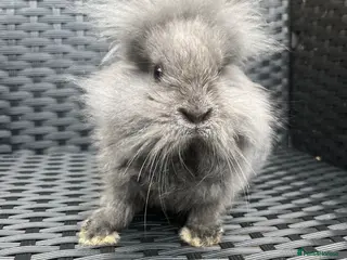 Mini Lion Lop rabbits Ready to go lionhead lops now reduced - Advert 12