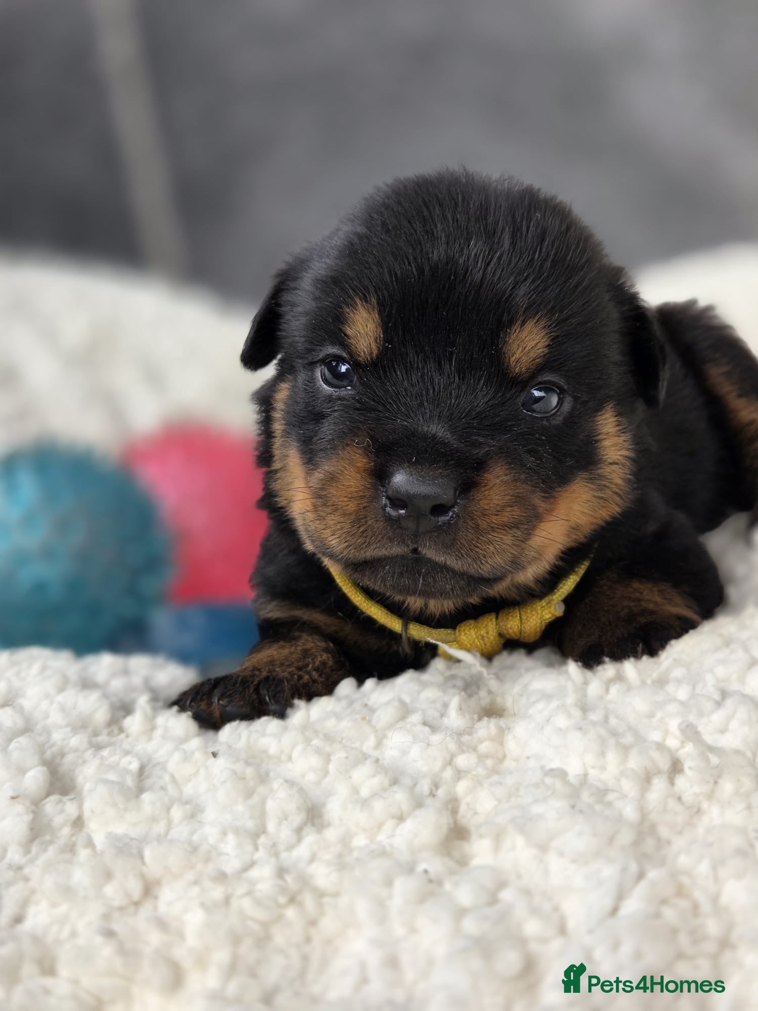 Rottweiler dogs Gorgeous Rottweiler Puppies  - Advert 4