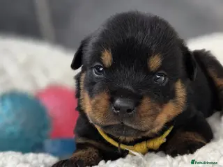 Rottweiler dogs Gorgeous Rottweiler Puppies - Advert 4