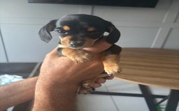 Chiweenie dogs for sale: Dolly  - Image 3