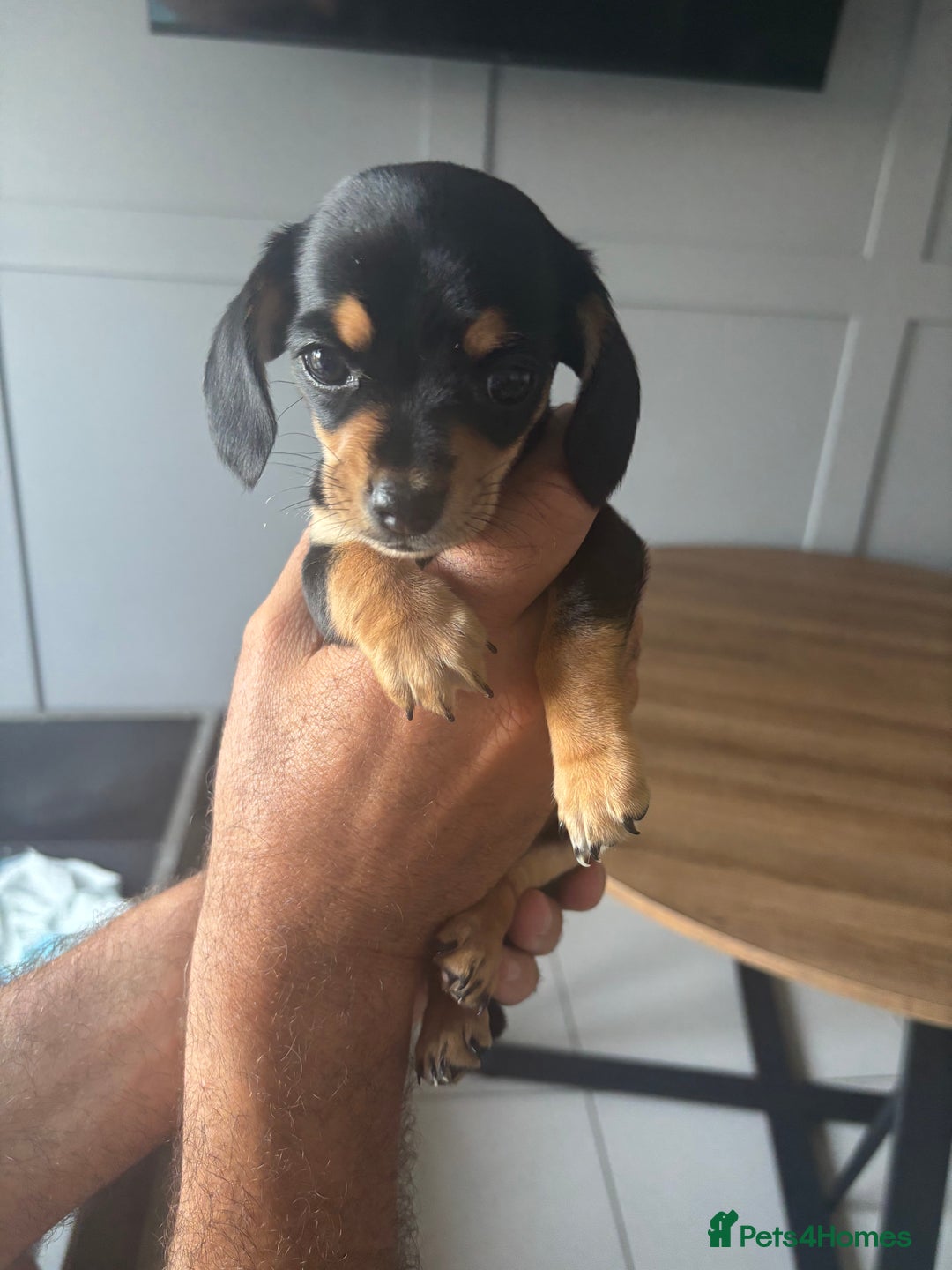 Chiweenie dogs for sale: Dolly  - Image 3