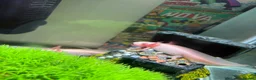 Axolotl reptiles for sale: Albino axolotl - Advert 2