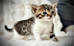 Ragdoll cats for sale: 🌟 Ragdoll x Bengal – Exquisite Baby Kittens 🌟 - Image 12