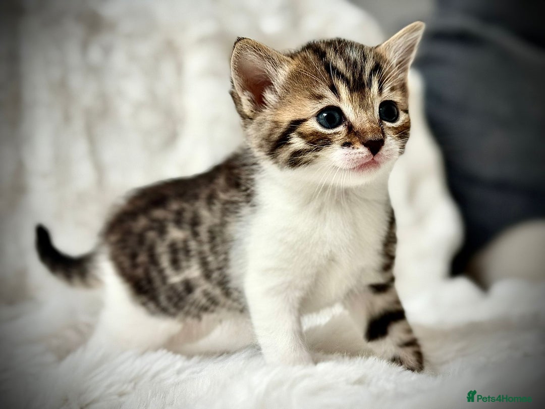 Ragdoll cats for sale: 🌟 Ragdoll x Bengal – Exquisite Baby Kittens 🌟 - Image 12