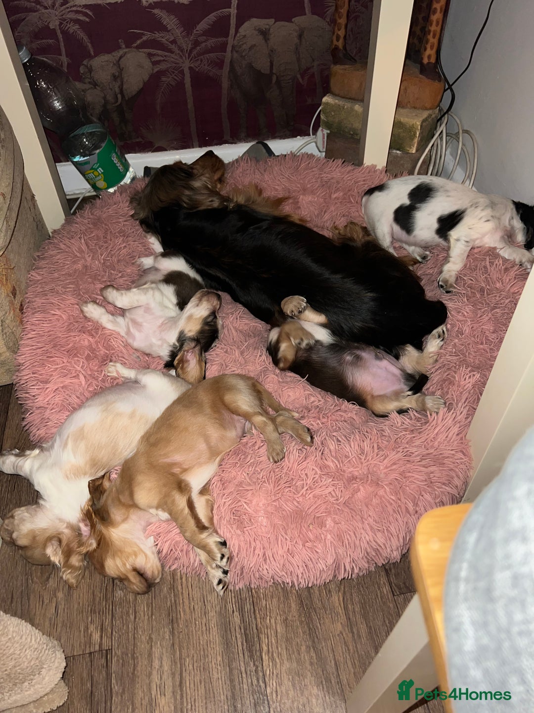 Cocker Spaniel dogs for sale: Show type cocker spaniel puppies - Advert 6