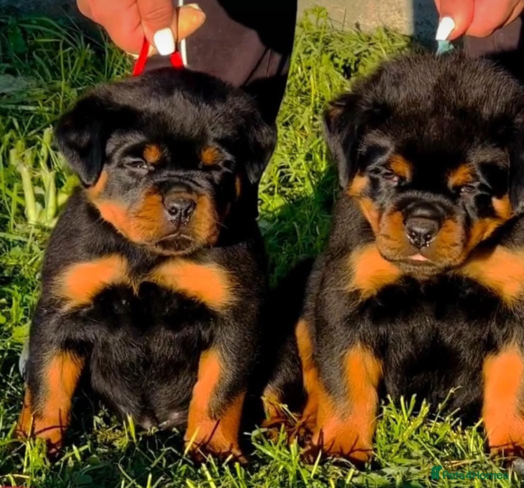 Rottweiler dogs for sale: 🐾 Adorable Rottweiler Puppies Ready! 🐾 - Image 1