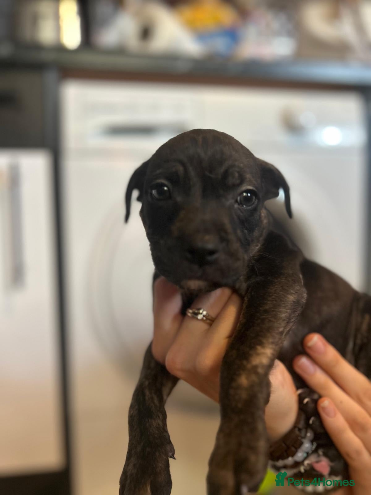 Staffordshire Bull Terrier dogs READY TO LEAVE!! Staffy puppies - Advert 7
