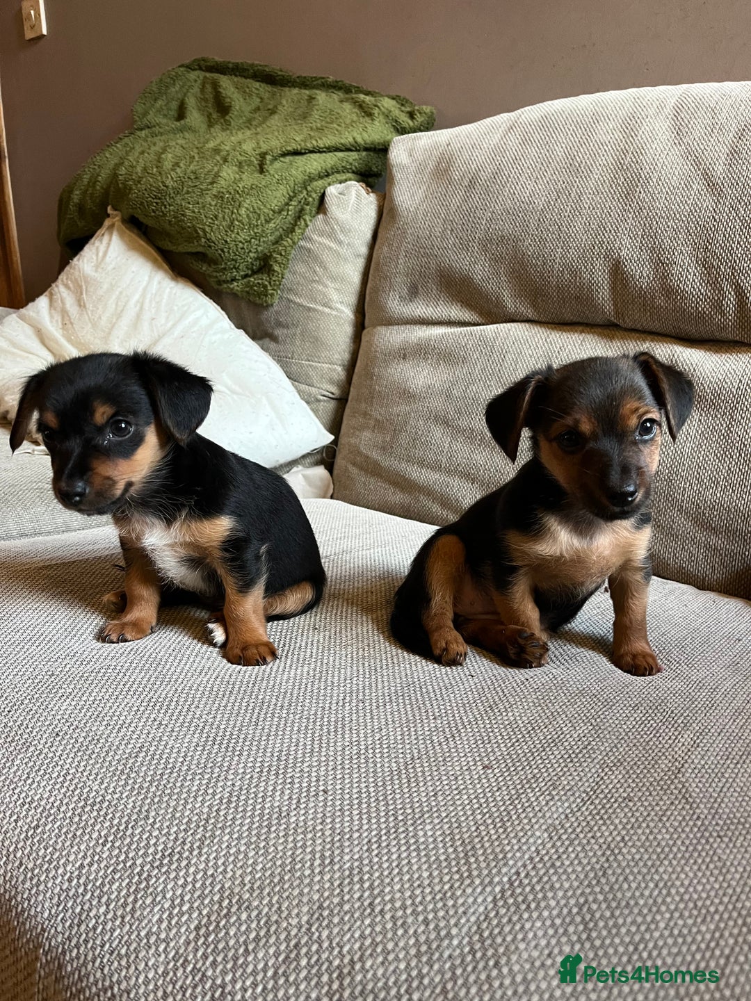 Jack Russell dogs for sale: Jack Russell puppies for sale - Advert 14