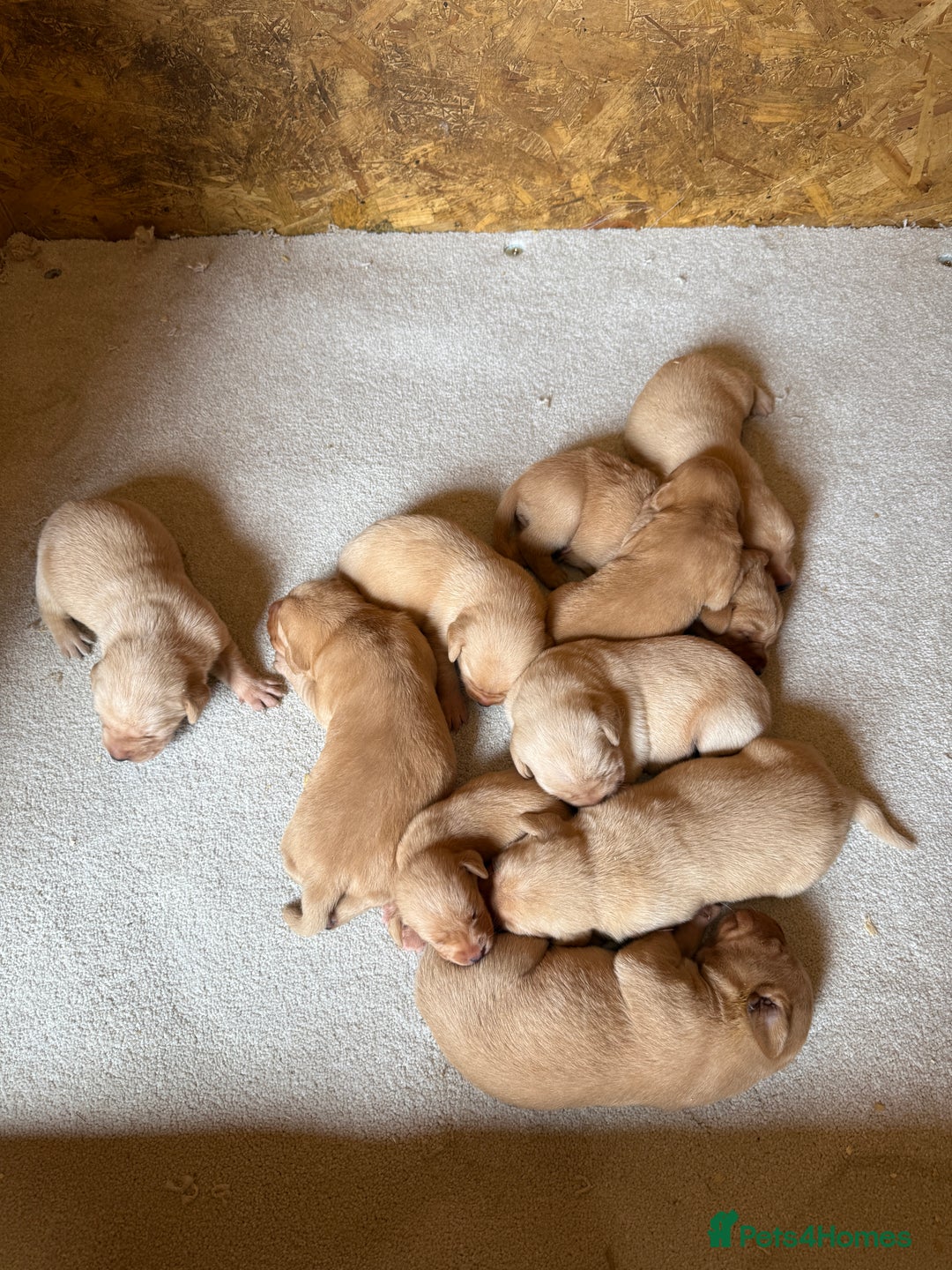 Labrador Retriever dogs for sale: Stunning kc registerd fox Red / Golders labradors  - Image 2