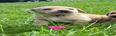 Labrador Retriever - Pink