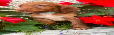 Cocker Spaniel 2