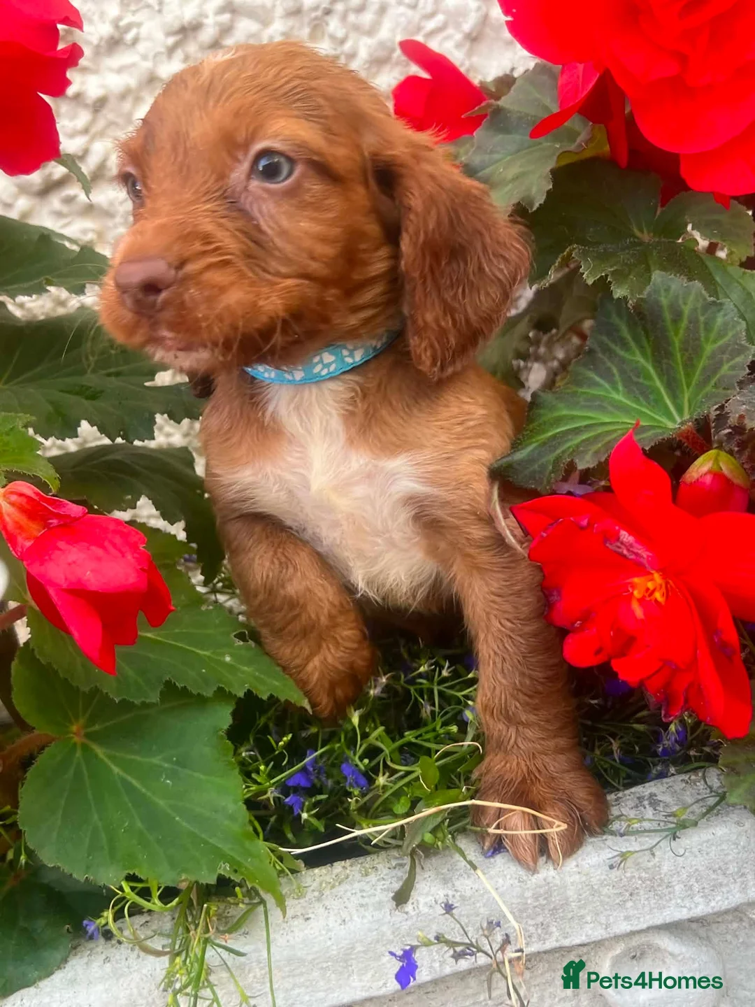 Cocker Spaniel dogs for sale: 5 beautiful cocker pups  - Advert 15