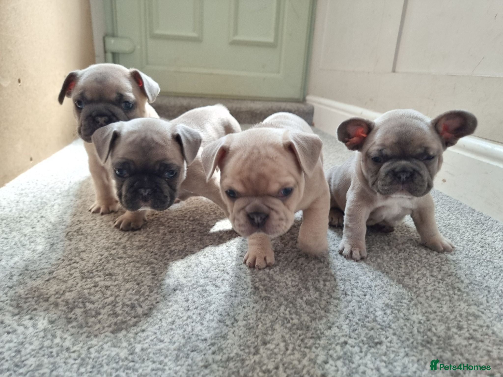 French Bulldog dogs Beautiful litter of 4 French bulldog - Advert 14