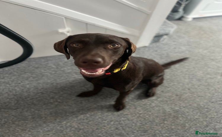 Labrador Retriever dogs - Advert 1