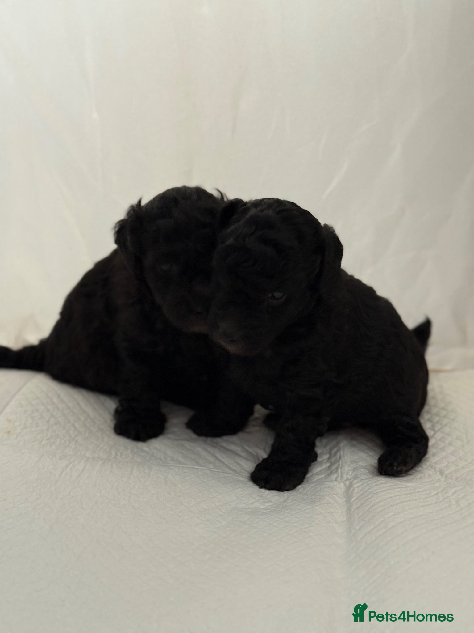 Miniature Poodle dogs Silver miniature poodle pups - Advert 1