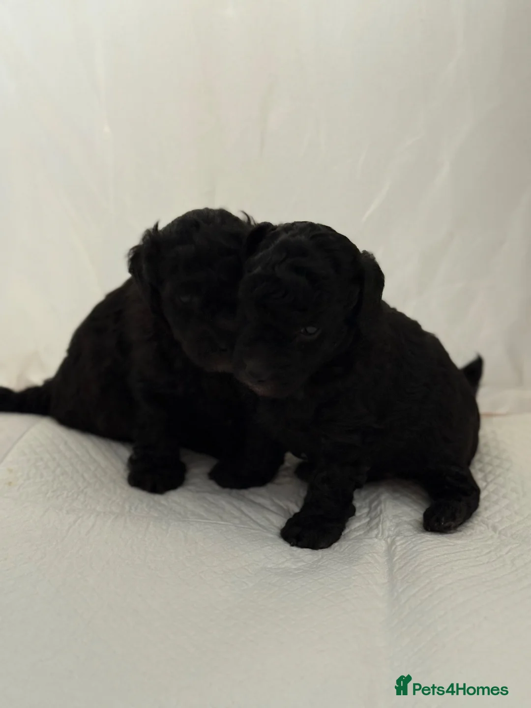 Miniature Poodle dogs for sale: Silver miniature poodle pups in Middlesbrough - Advert 1
