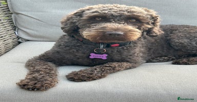 Mixed Breed dogs - Advert 5