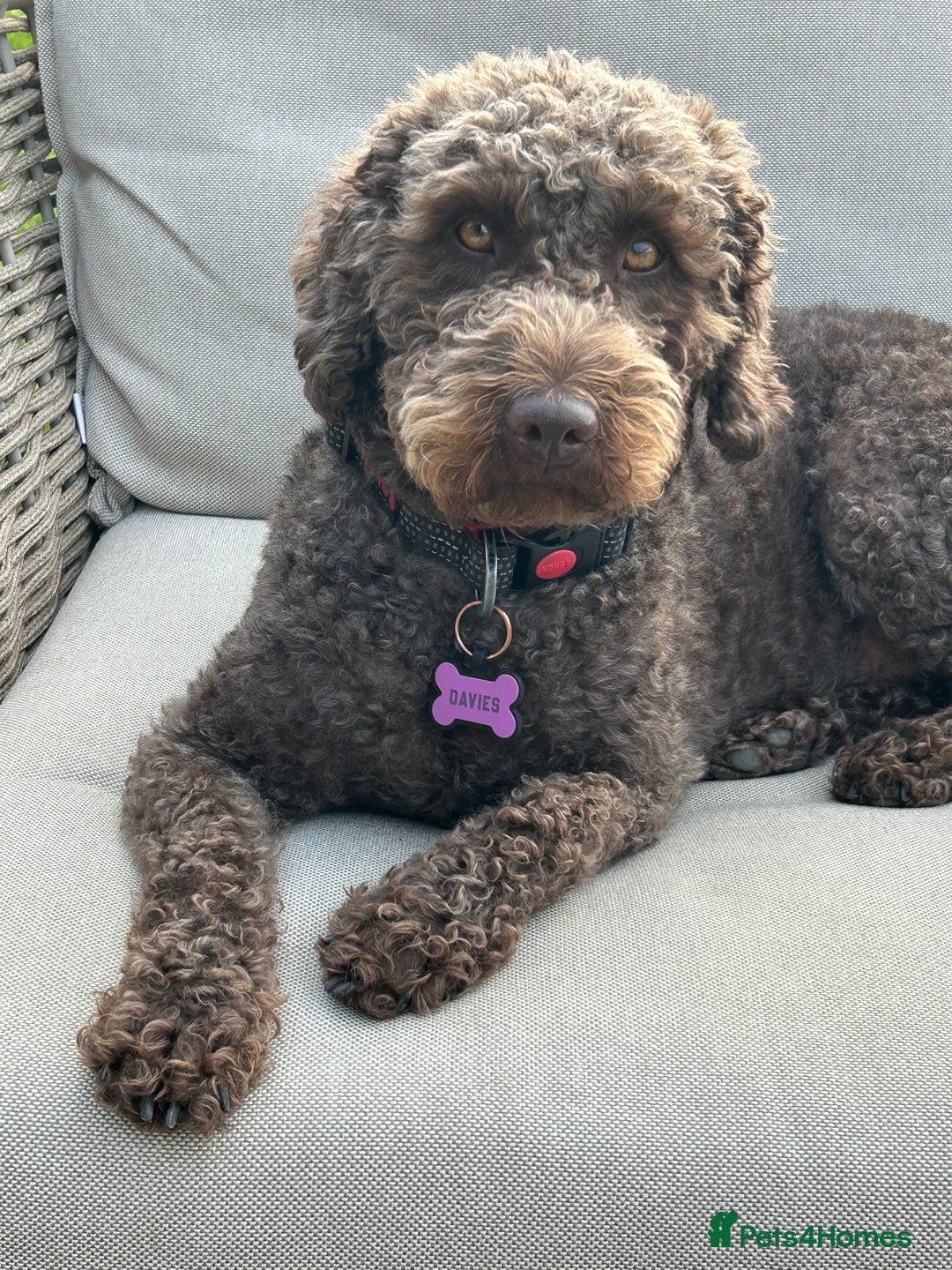 Mixed Breed dogs for sale: Australian Labradoodle due September 2025 - Image 2