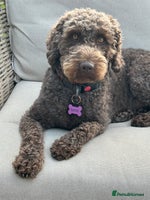 Mixed Breed dogs - Advert 1