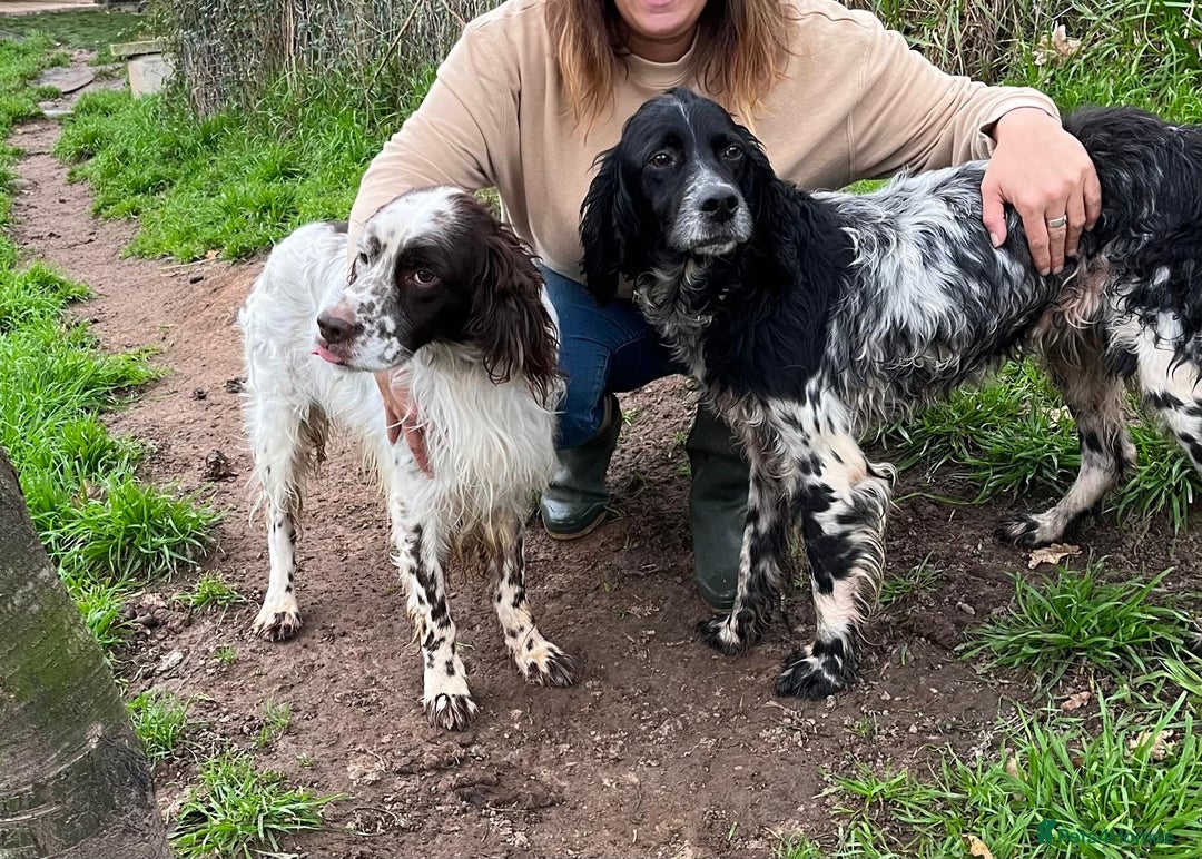 English Setter dogs for adoption: Ken   - Advert 2