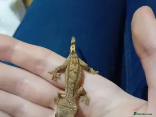 Gecko reptiles Multiple baby crested geckos for sale - Advert 2
