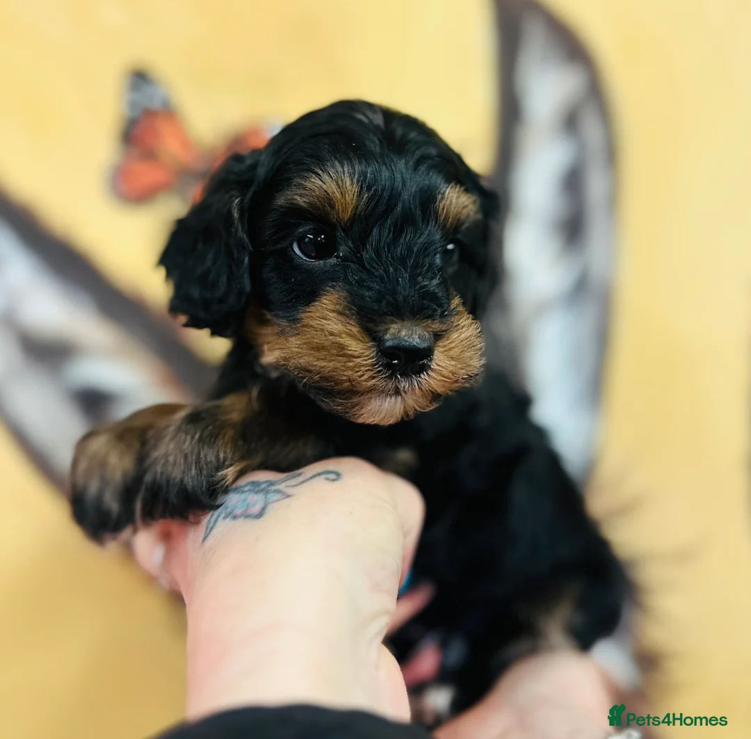 Mixed Breed dogs for sale: Powderpuff poos  - Advert 6